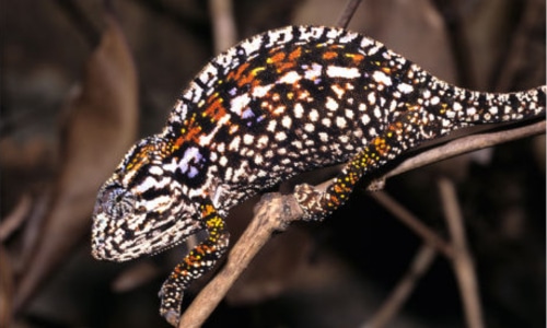 Lesser Chameleon