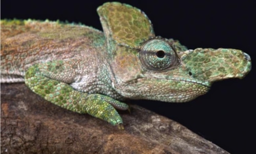 Strange-Horned Chameleon