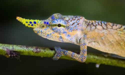 Lance-Nosed Chameleon