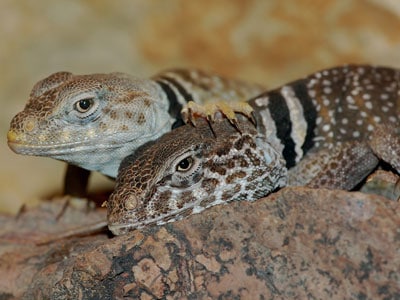 Collared Lizard Couple
