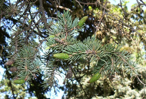 Colorado Blue Spruce Needles