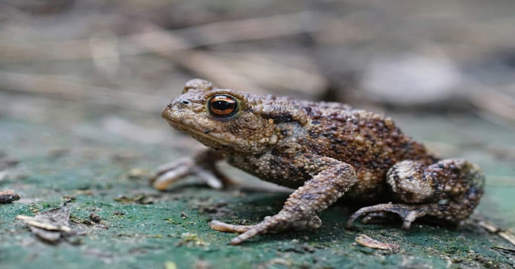 Common Toads Learn About Nature