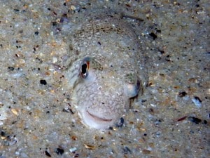 Common Toadfish