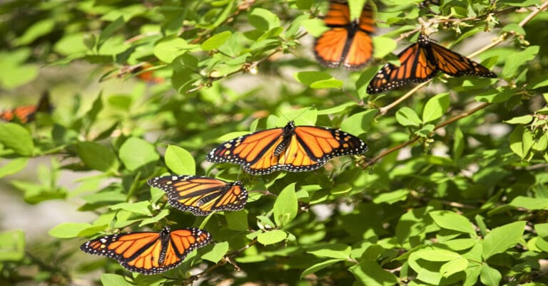 Butterfly Garden Plans
