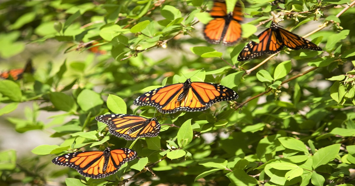 Congregation of Monarch Butterflies on a bush