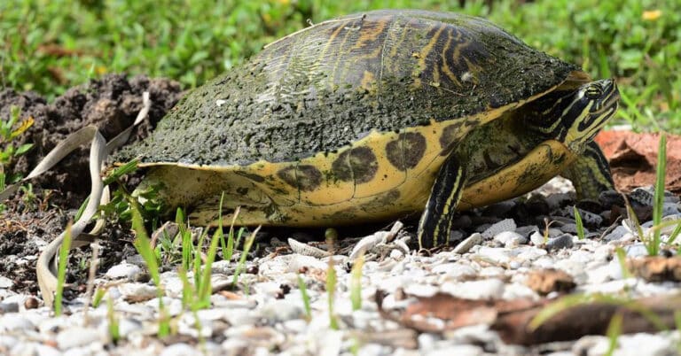 Cooter Turtles – All About Fascinating And Remarkable Reptiles