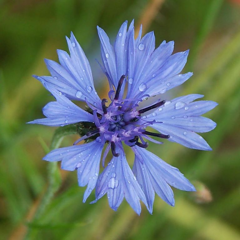 Cornflower – Used by Chiron a Centaur, to Heal  his Wounds from Battle