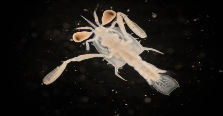 Crab Larvae – Unique & Mysterious Development