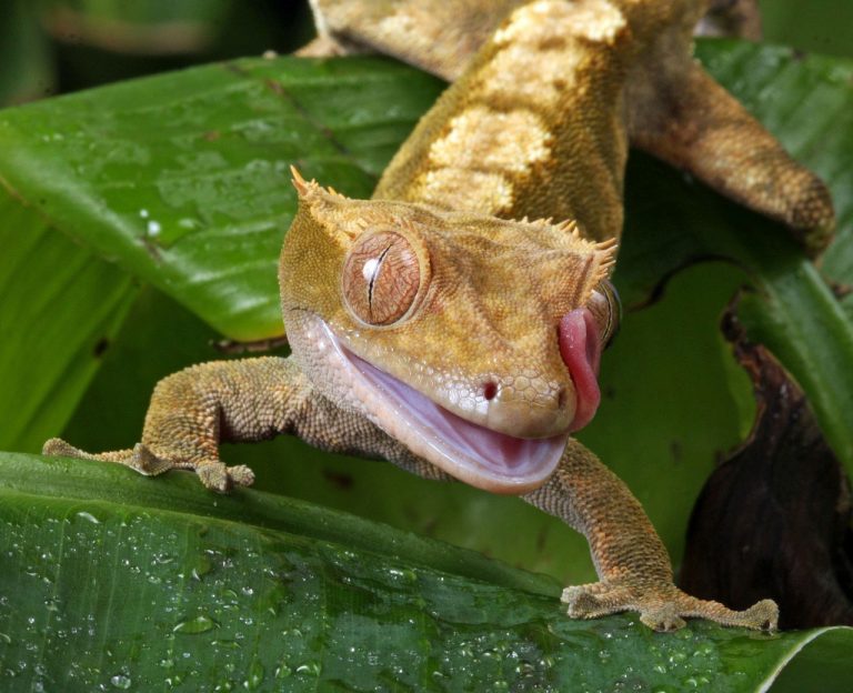 Crested Gecko – Famous in the Pet Trade