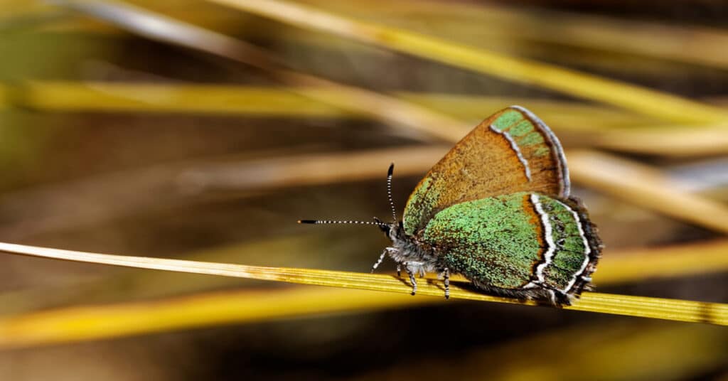 Crowned Hairstreak Butterfly