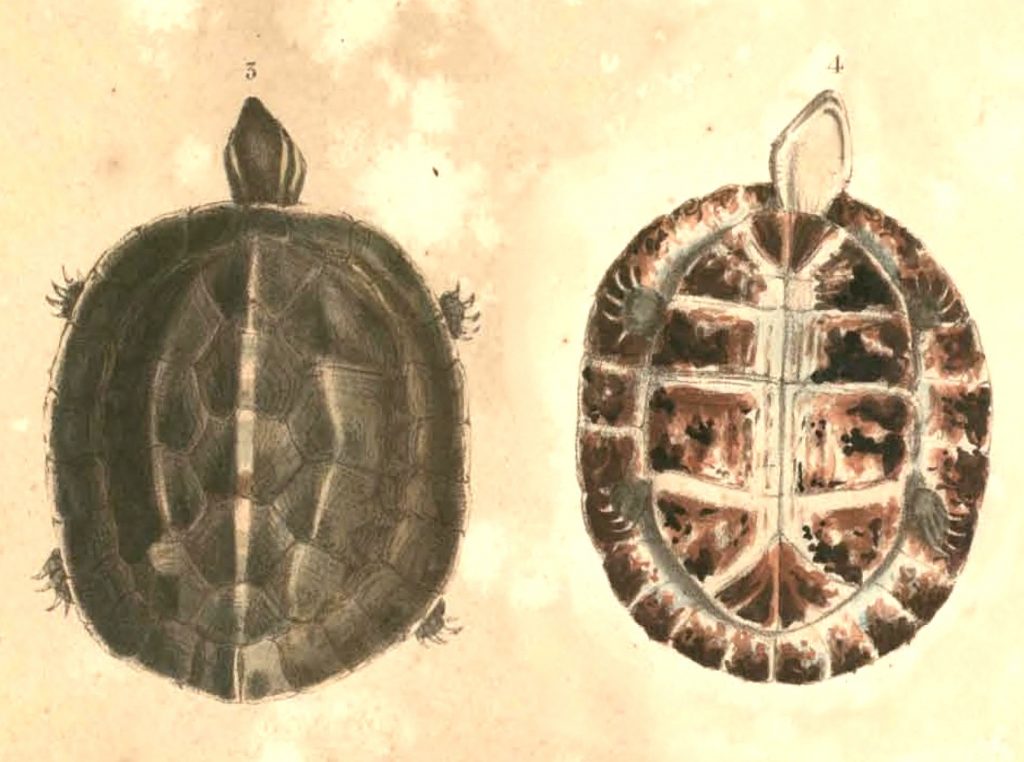 Amboina Box Turtles
