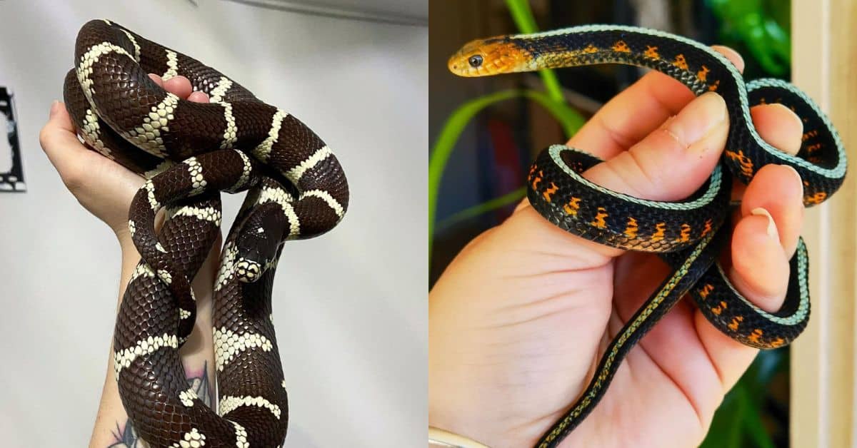 Cute Snakes That Will Change Your Mind About Serpents