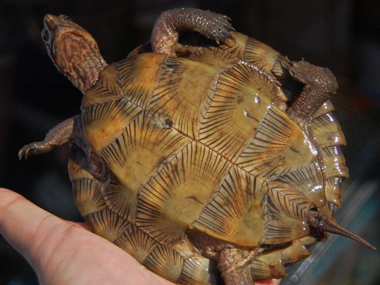 Asian Leaf Turtle – Sold for Pet Trade, Food, Or Traditional Medicine