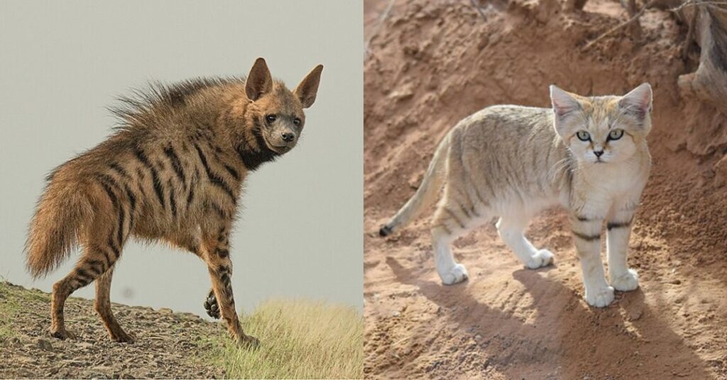 Dangerous Animals You May Meet in Dubai