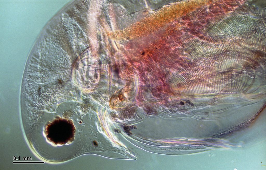 Daphnia