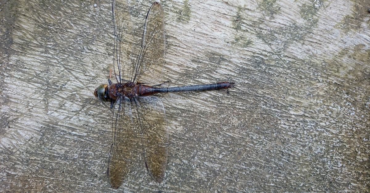 how long do dragonflies live