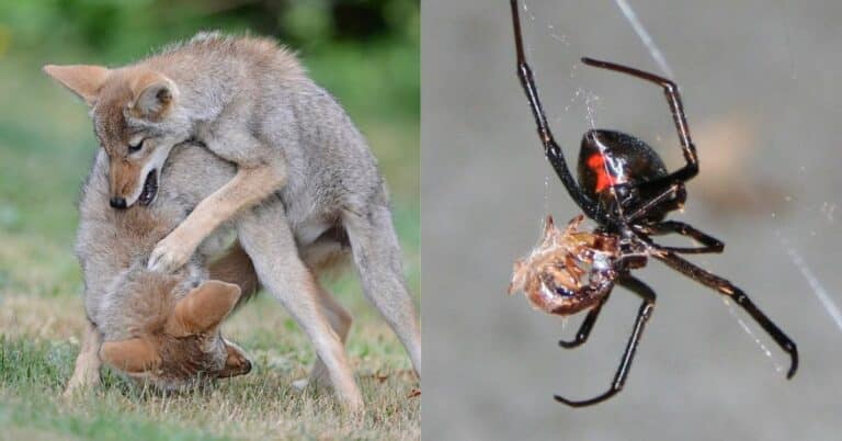 5 Deadliest Animals in Kentucky Capable of Taking Your Life in Minutes