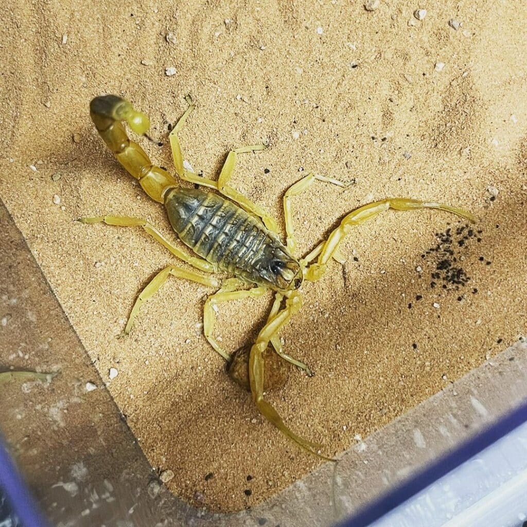 Deathstalker Scorpion 3