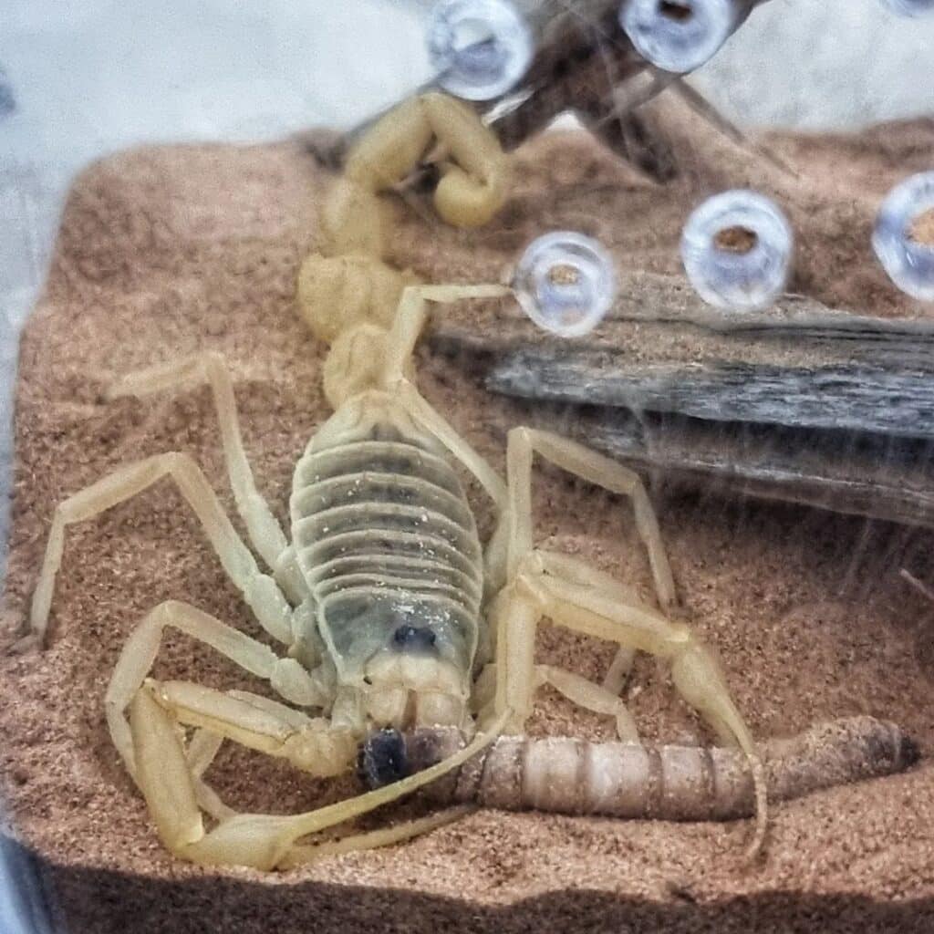 Deathstalker Scorpion 4