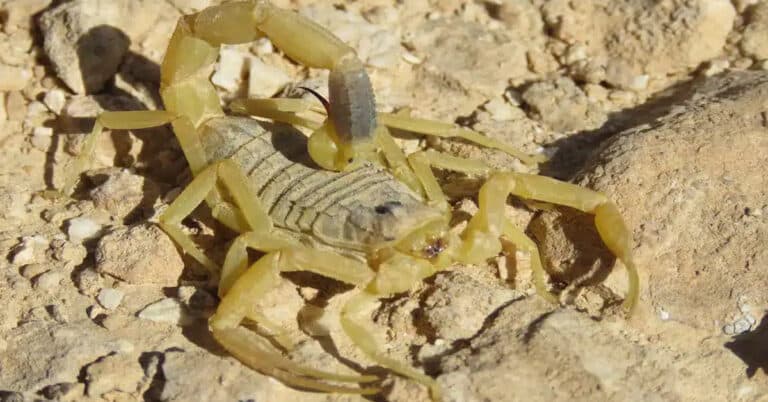 Deathstalker Scorpion – Worlds Deadliest Animals Facts