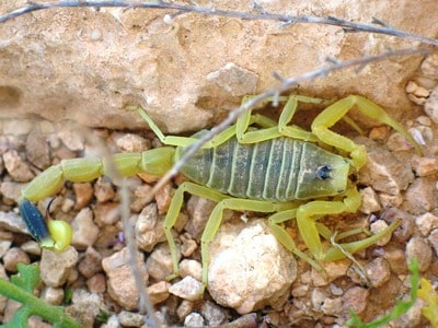 Deathstalker Scorpion 4