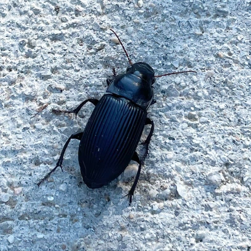 Deathwatch Beetle