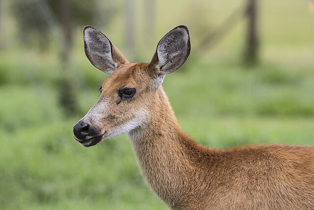 Deer Close up