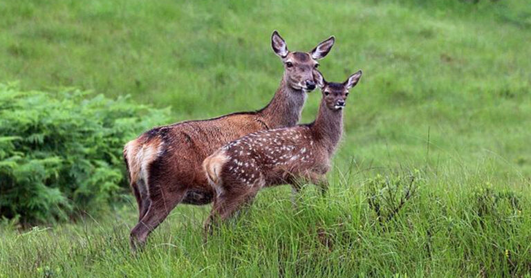 Deer Names – 11 Most Appealing Names & Their Significance