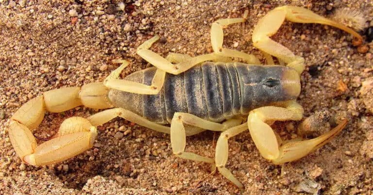 Desert Hairy Scorpion: Everything You Need to Know