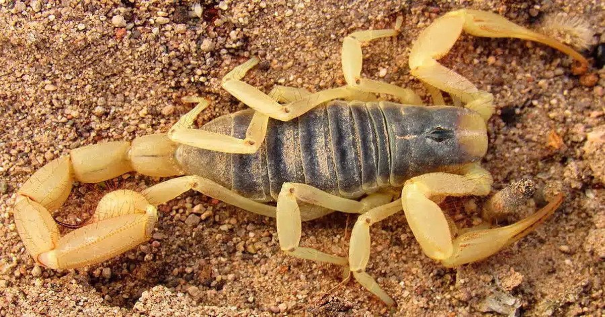 Desert Hairy Scorpions