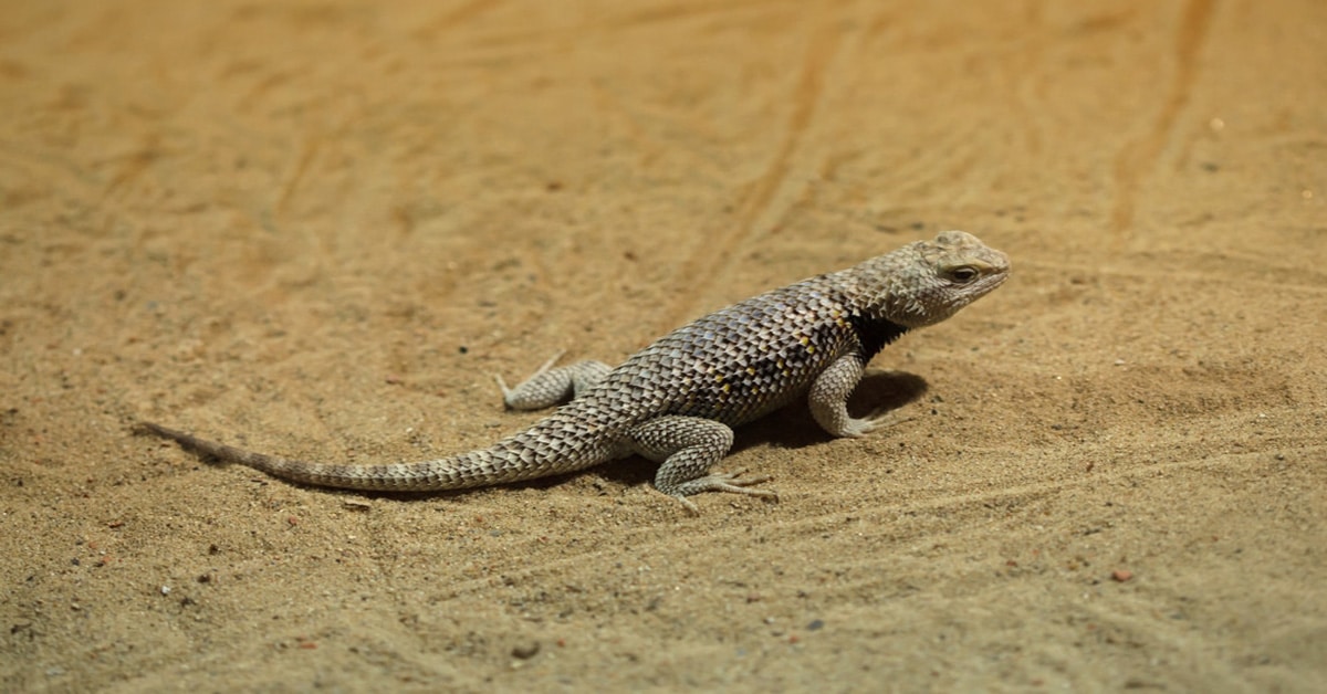 Desert Lizards - Learn About Nature