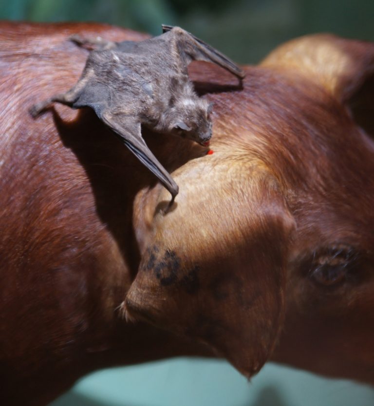 Vampire Bats: What You Don’t Know!