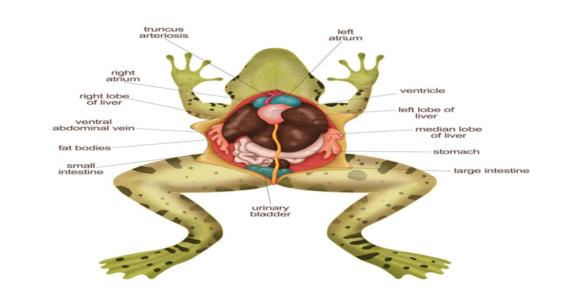 Diagram of Frog Anatomy