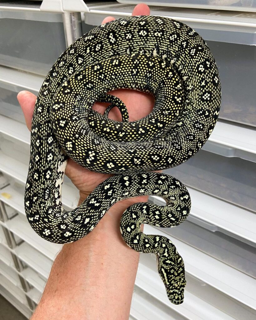 Diamond Python