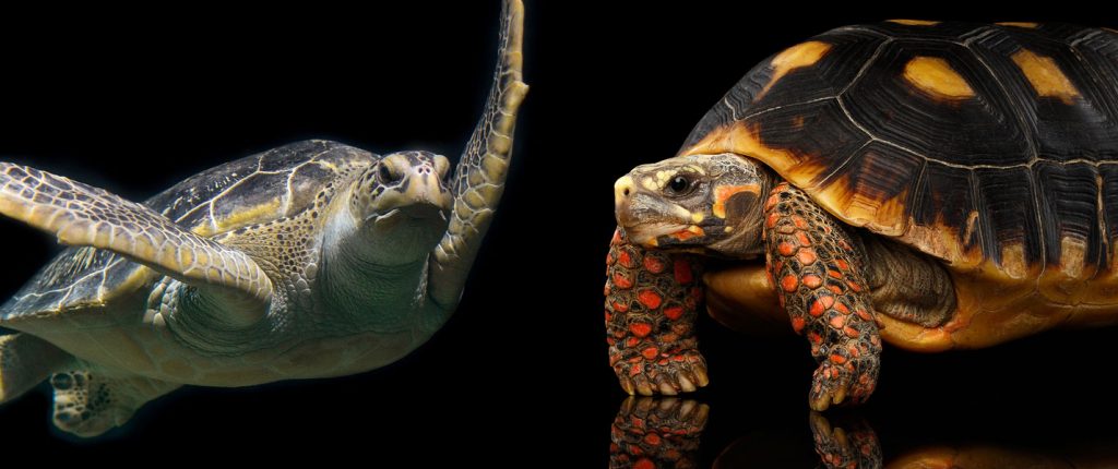 Turtle and a Tortoise.
