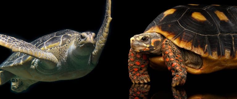 Difference Between a Turtle and a Tortoise