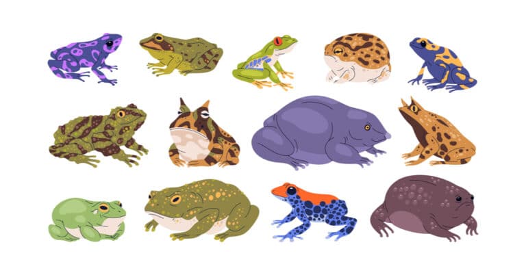 How to Tell Apart Different Types of Frogs