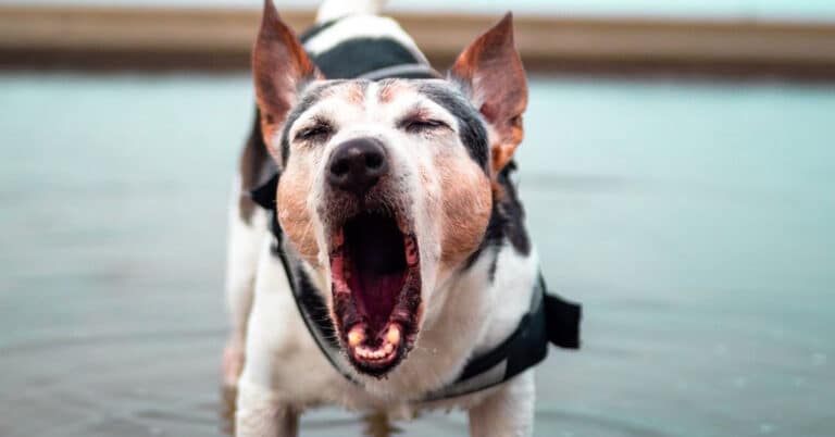 Do Dogs Get Tired Of Barking?