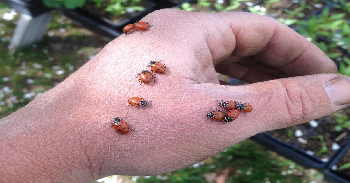 Why Do Ladybugs Have Spots? Do Dragonflies Bite?