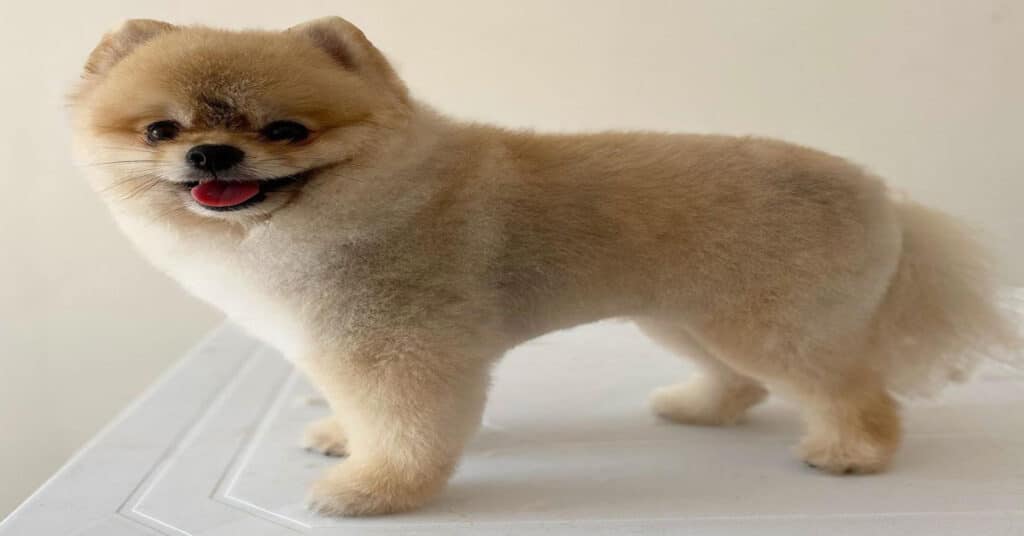 Do Pomeranians Bark a Lot