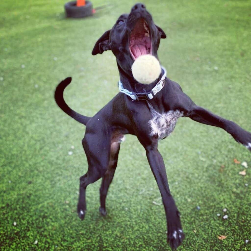 Jumping dog with ball