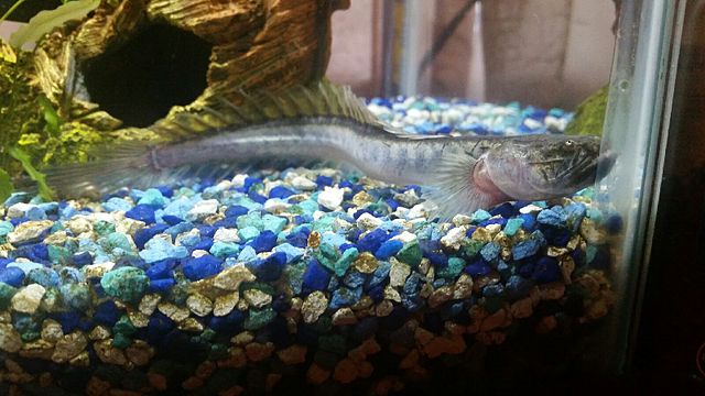 Dragon Goby in tank