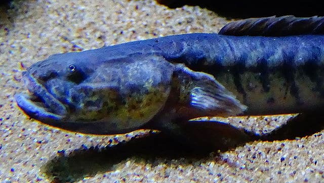 Dragon Goby Close up
