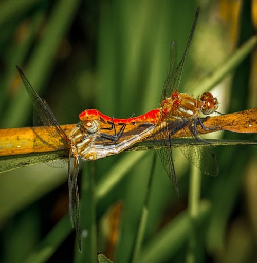 Adult Scarlet Dragonflies Mating