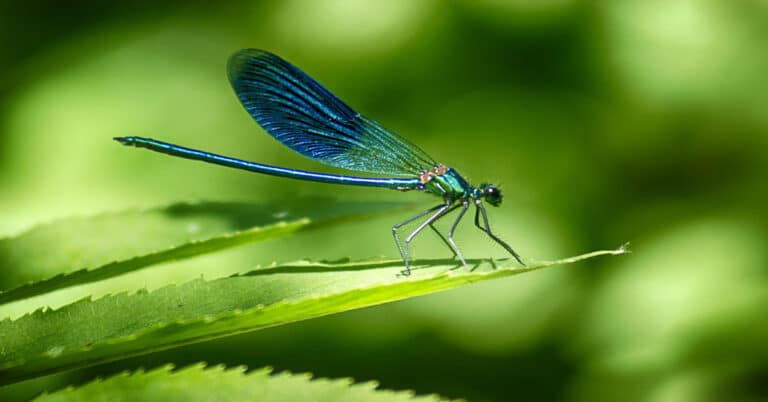 Dragonfly – One Of Nature’s Most Intriguing And Fascinating Insects
