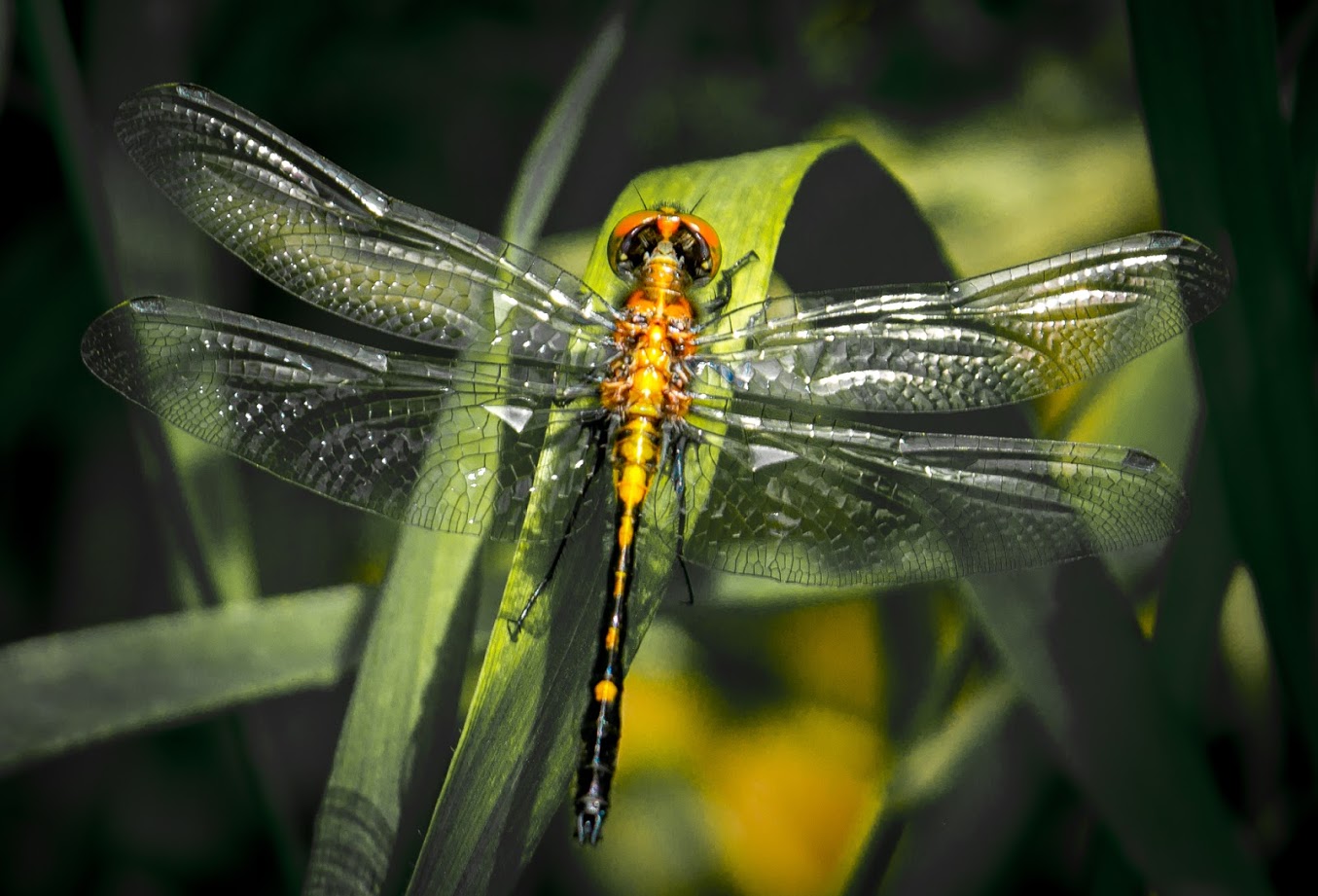 Dragonfly - Learn About Nature
