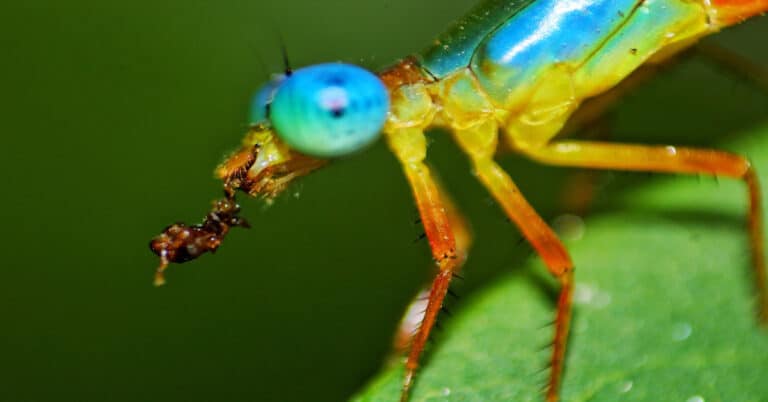 What Do Dragonflies Eat?