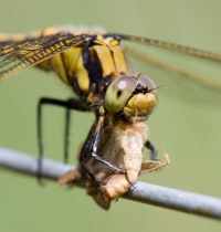 Dragonfly Eating an Unlucky Bug