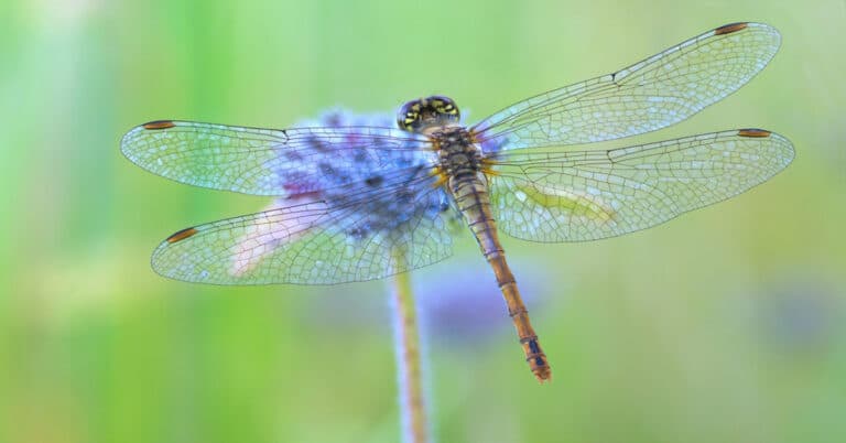 Types of Dragonflies