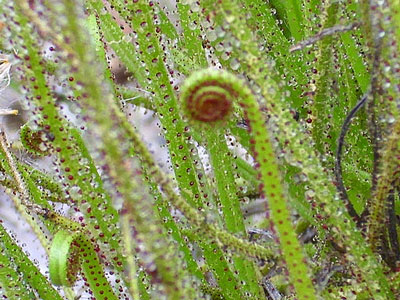 Drosophyllum Lusitanicum